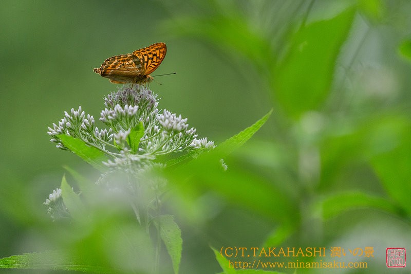 ../Images/7R240713 (633).jpg